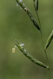 Brachypodium pinnatum