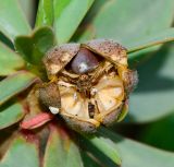 Euphorbia balsamifera. Вскрывшийся плод. Испания, автономное сообщество Канарские острова, остров Фуэртевентура, провинция Лас Пальмас, муниципалитет Ла Олива, восточные окр. пос. Эль Котильо, предгорная равнина, пояс суккулентных кустарников. 17.03.2016.