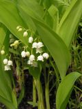 Convallaria keiskei