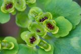 Chrysosplenium alternifolium. Вскрывшиеся плоды с семенами. Кировская обл., г. Кирово-Чепецк, лесопарк. 13.06.2016.