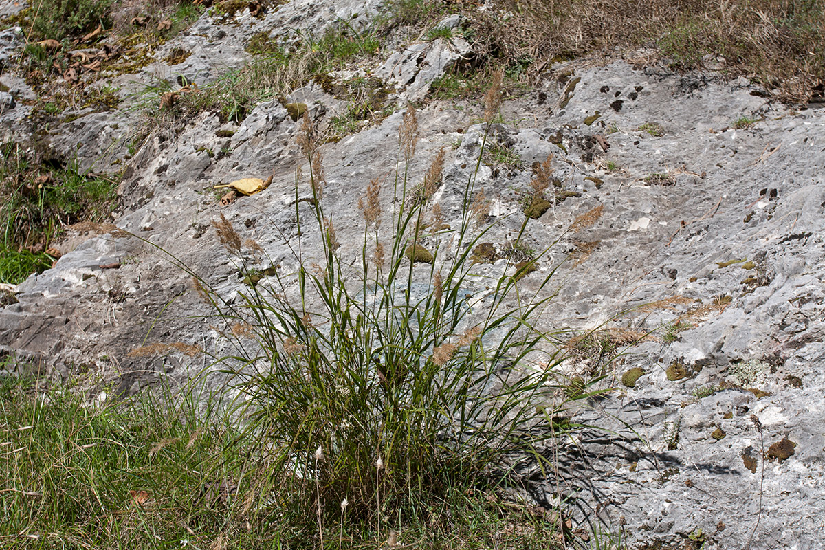 Изображение особи Achnatherum calamagrostis.