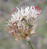 Allium leptomorphum