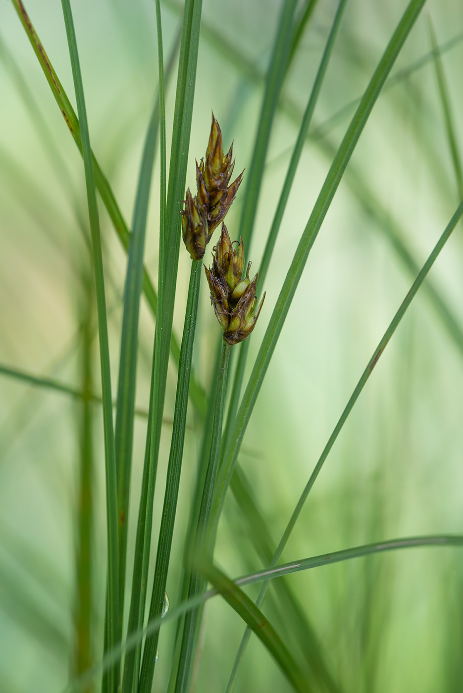 Изображение особи Carex chordorrhiza.