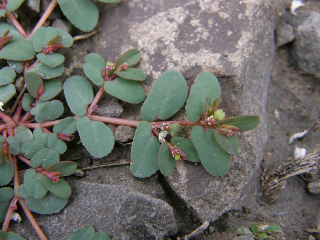 Изображение особи Euphorbia humifusa.