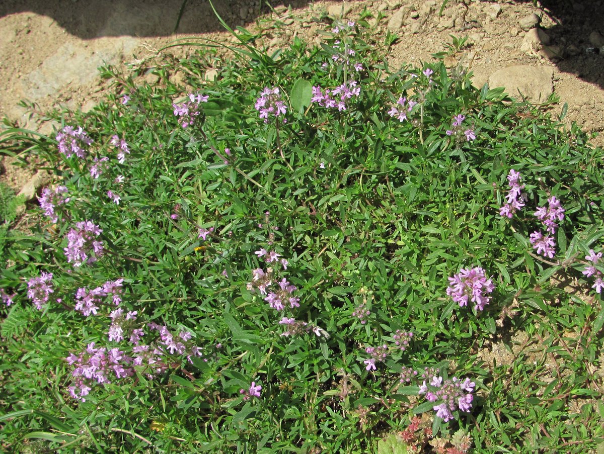 Изображение особи Thymus daghestanicus.