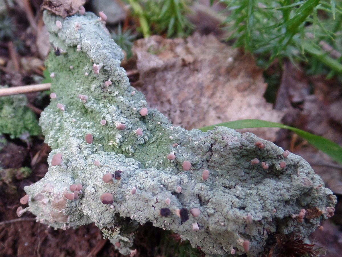 Изображение особи Baeomyces placophyllus.