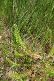 Lepidium densiflorum