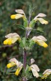 Phlomoides labiosa. Верхушка соцветия. Узбекистан, г. Ташкент, Актепа Юнусабадская. 28.04.2018.