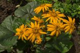 Ligularia dentata. Соцветия и листья. Пермь, Свердловский р-н, в городском озеленении. 21 августа 2018 г.