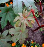 Ricinus communis. Боковой побег с молодыми листьями. Латвия, г. Рига, сквер у Оперы, в культуре. 19.08.2018.