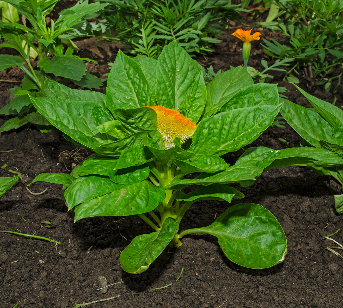 Image of Celosia cristata specimen.