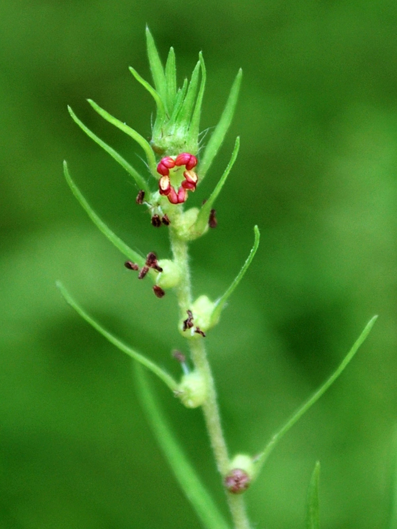 Изображение особи Bassia scoparia f. trichophylla.