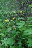 Cypripedium calceolus