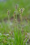 Plantago atrata