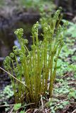 Athyrium filix-femina