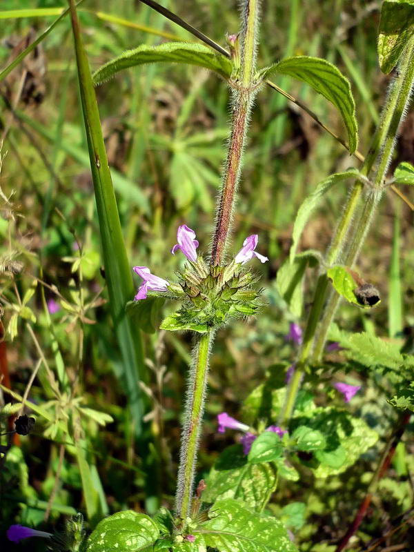 Изображение особи Clinopodium vulgare.