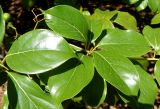 Cinnamomum glanduliferum. Плодоносящий побег. Краснодарский край, городской округ Сочи, Сочи-Центр, Сочинский дендрарий, в культуре. Июль 2020 г.