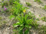 Taraxacum acricorne. Цветущее растение на каменистом склоне вблизи от термальной площадки. Камчатский край, Елизовский район, Дачные термальные источники. 26.07.2008.