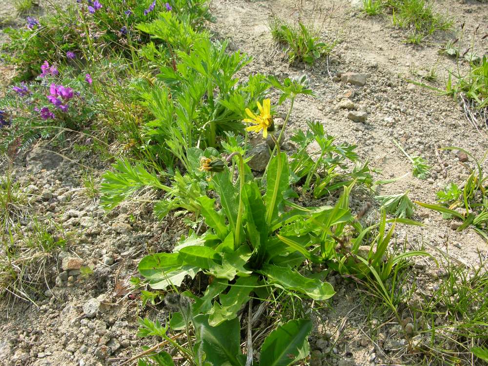 Изображение особи Taraxacum acricorne.