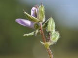 Erodium cicutarium