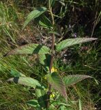 Nepeta sibirica