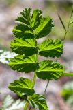 Erodium moschatum