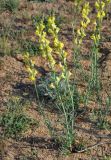 Linaria incompleta