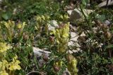Scutellaria polyodon
