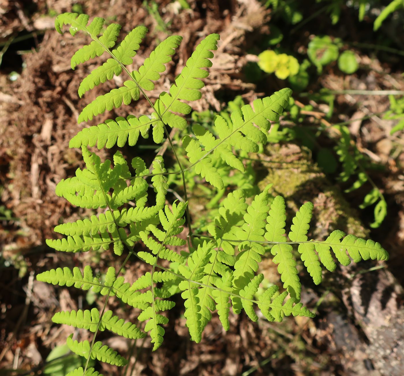 Изображение особи Gymnocarpium dryopteris.