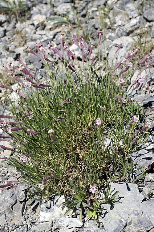 Image of Silene kuschakewiczii specimen.