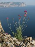 Jurinea roegneri. Цветущее растение. Крым, Севастополь, высоты Кая-Баш. 10 мая 2012 г.