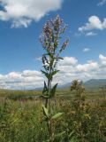 Nepeta nuda