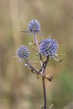 Eryngium planum. Верхушка цветущего растения. Нижегородская обл., Володарский р-н, окр. пос. Дубки; берег р. Ока, высокотравный луг. 15.09.2023.