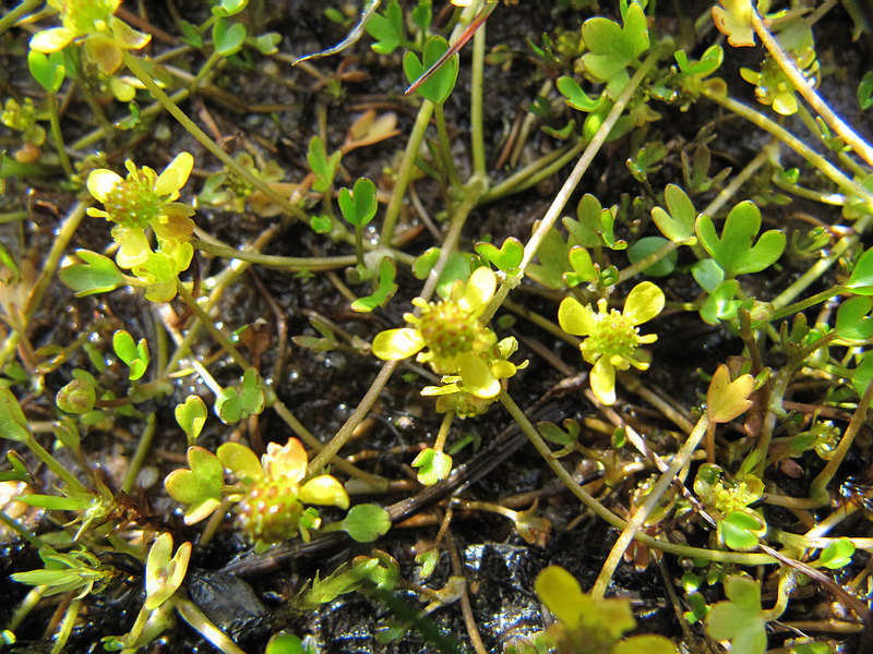 Изображение особи Ranunculus hyperboreus.
