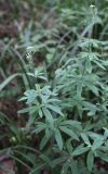 Galium intermedium