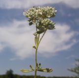 Teucrium capitatum. Верхушка побега с соцветиями. Украина, Луганская обл., меловые холмы возле пгт Новосветловка. 14.07.2011.