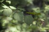 Cercidiphyllum japonicum