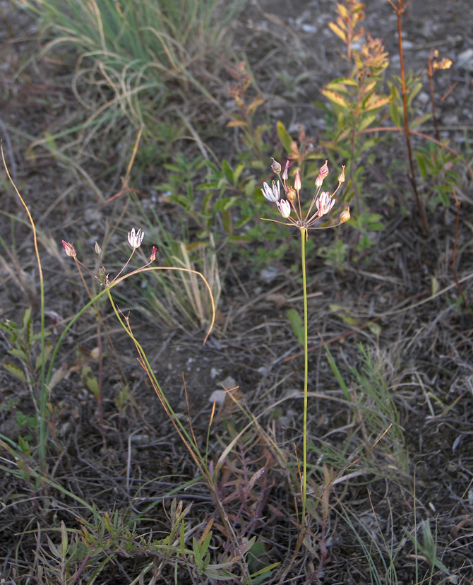 Image of Allium moschatum specimen.