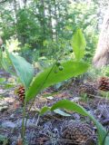 Convallaria majalis. Плодоносящее растение. Крым, окр. г. Ялта, хр. Иограф. 23 июня 2012 г.