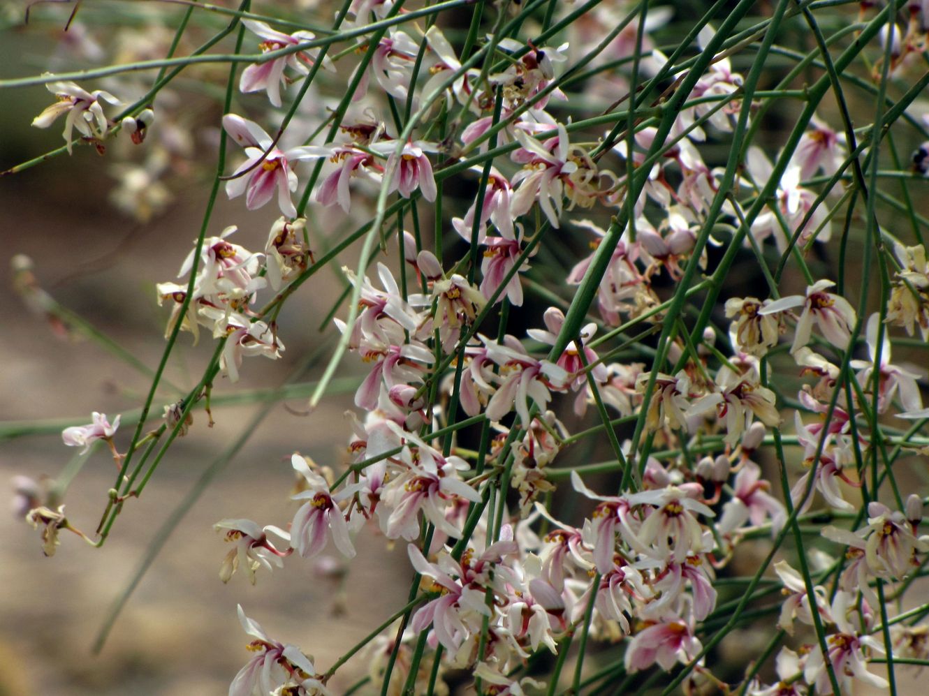 Изображение особи Moringa peregrina.