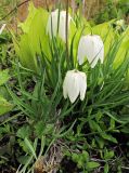 Fritillaria meleagris