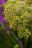 Thalictrum lucidum