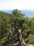 Juniperus deltoides. Очень старое дерево. Краснодарский край, м.о. город-курорт Анапа, окр. пос. М. Утриш, прибрежный склон горы, фисташково-можжевеловое редколесье. 28.07.2013.