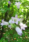 Campanula praealta