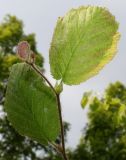 Corylus californica. Верхушка побега с молодыми листьями. Германия, г. Дюссельдорф, Ботанический сад университета. 02.06.2014.