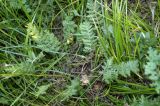 Artemisia tanacetifolia