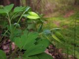 Corydalis intermedia