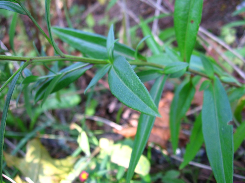 Image of Symphyotrichum &times; versicolor specimen.