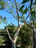 genus Eucalyptus. Часть ствола и кроны. Франция, Прованс, Борм-ле-Мимоза, в культуре. 24.07.2014.