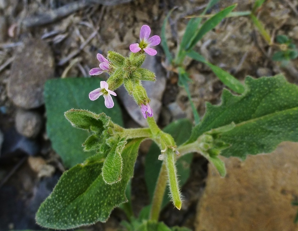 Изображение особи Strigosella africana.